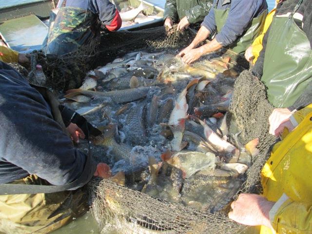 Navod Noiembrie 2013 - Crapi ramasi - peste-sulimanu-2.JPG